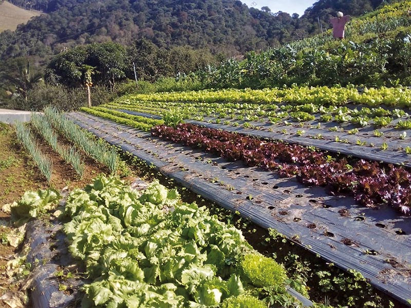 Brasil tem oportunidade de ampliar oferta de orgânicos  