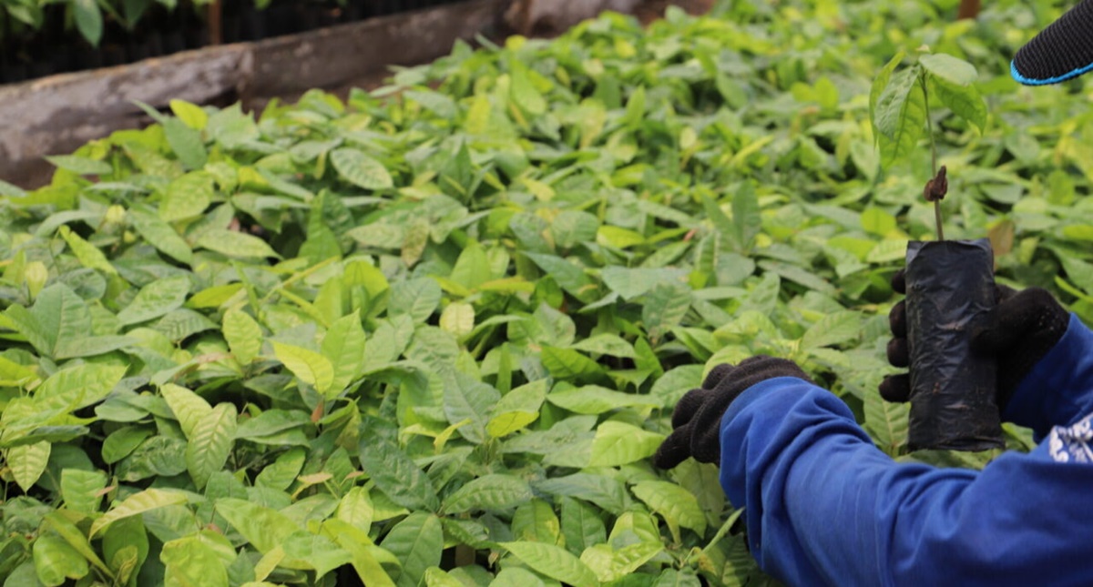 Agricultura orgânica: 18 mil mudas de cacau e café são cultivadas por reeducandos na Fazenda Futuro 