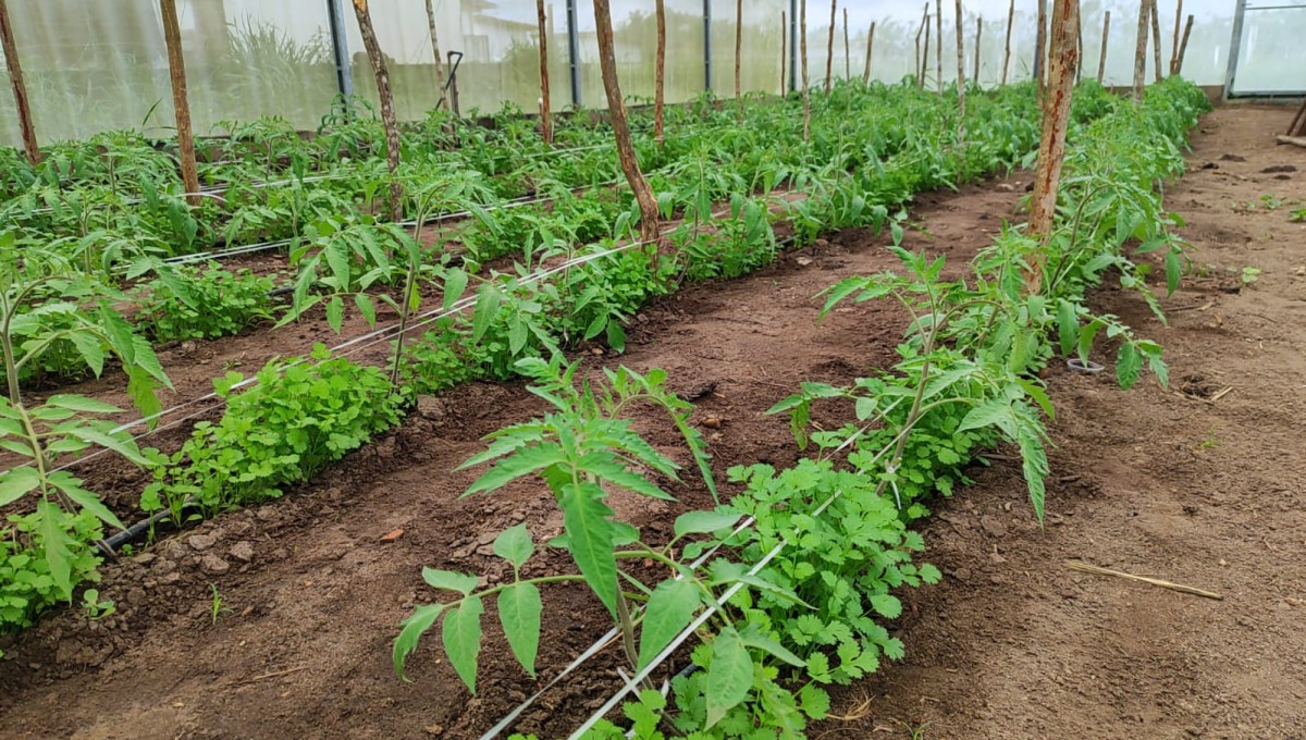 Cultivo de tomate orgânico consorciado com coentro em estufa agrícola promove sustentabilidade no Br