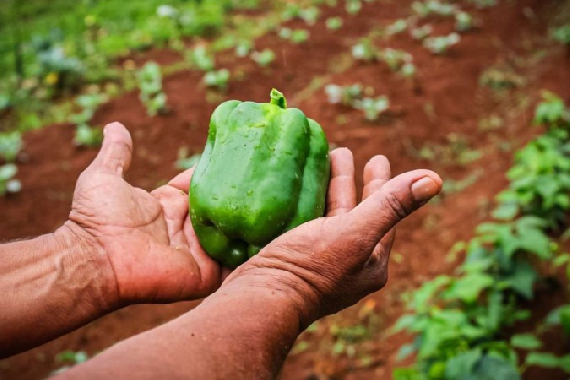 Força feminina impulsiona o agronegócio no Distrito Federal