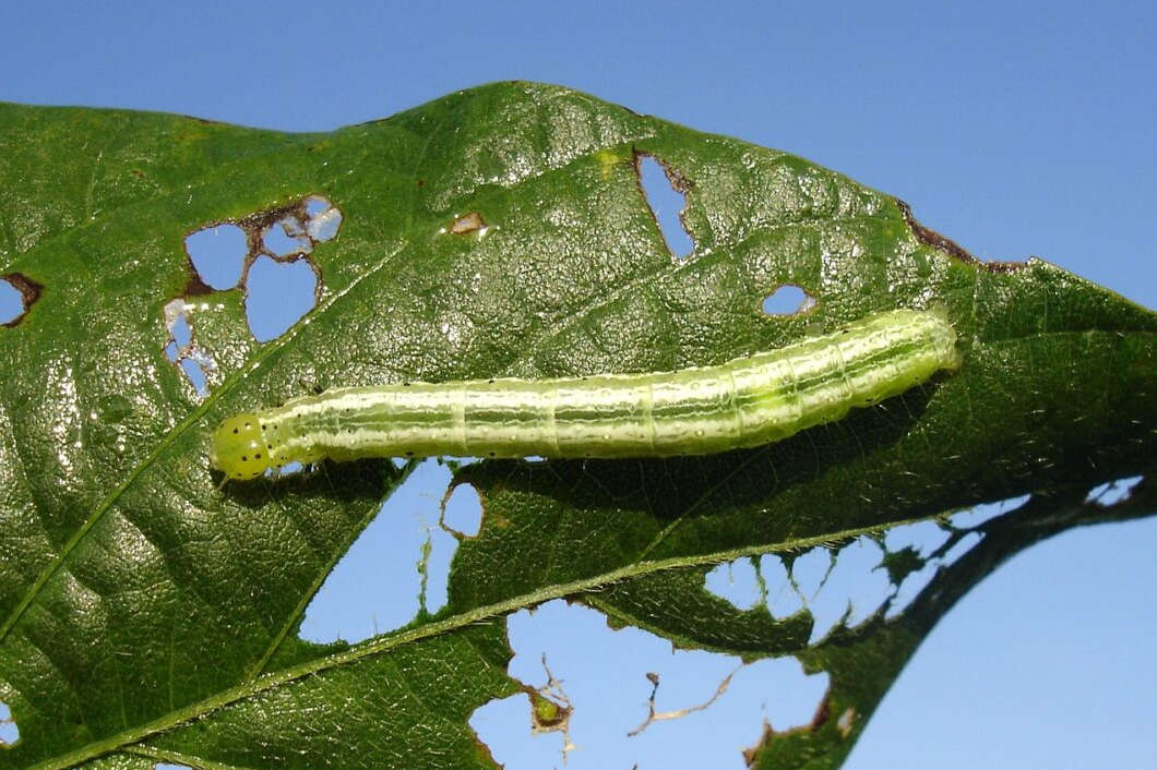 Agro disputa mercado bilionário de produtos alternativos a agrotóxicos